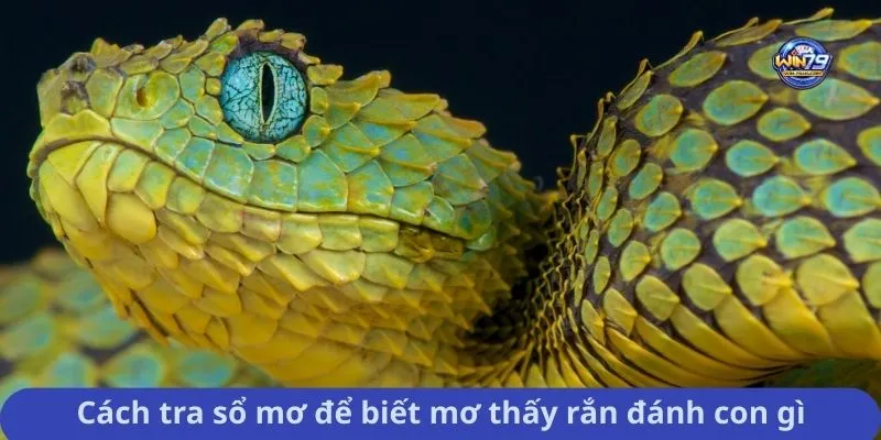 Cách tra sổ mơ để biết mơ thấy rắn đánh con gì