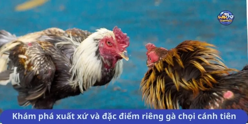 Khám phá xuất xứ và đặc điểm riêng gà chọi cánh tiên