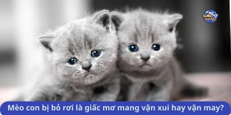Mèo con bị bỏ rơi là giấc mơ mang vận xui hay vận may?
