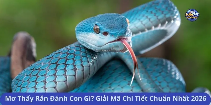 Mơ Thấy Rắn Đánh Con Gì? Giải Mã Chi Tiết Chuẩn Nhất 2026