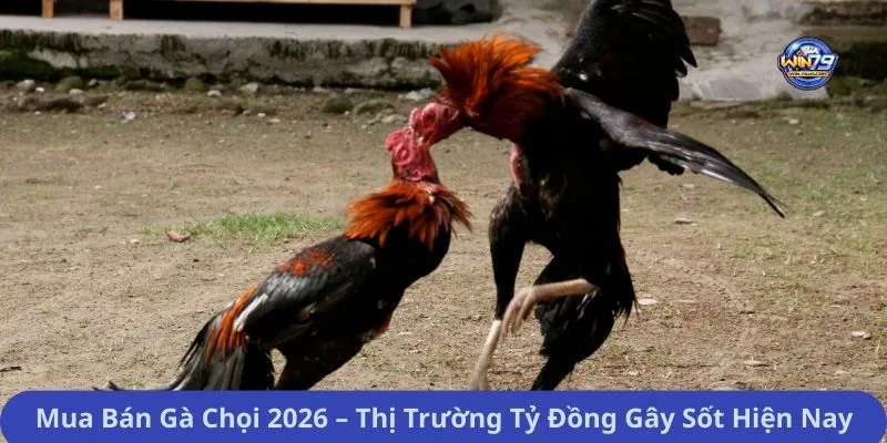 Mua Bán Gà Chọi 2026 – Thị Trường Tỷ Đồng Gây Sốt Hiện Nay