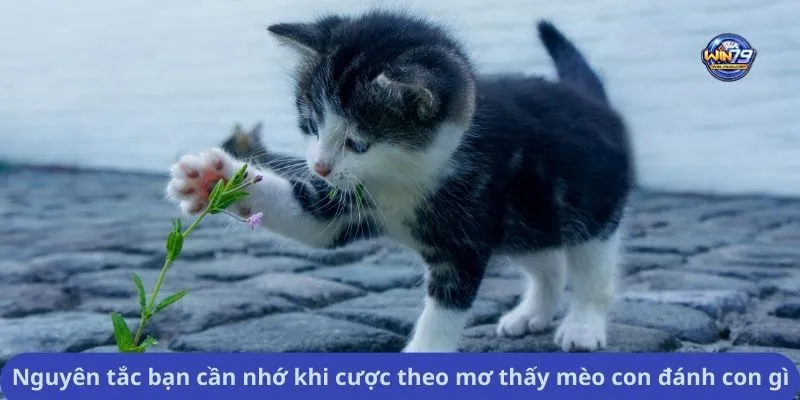 Nguyên tắc bạn cần nhớ khi cược theo mơ thấy mèo con đánh con gì