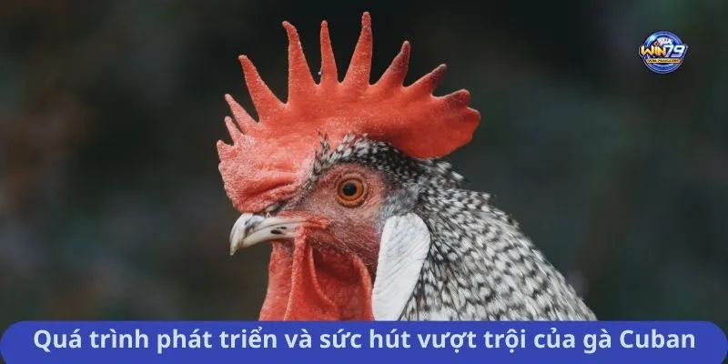 Quá trình phát triển và sức hút vượt trội của gà Cuban