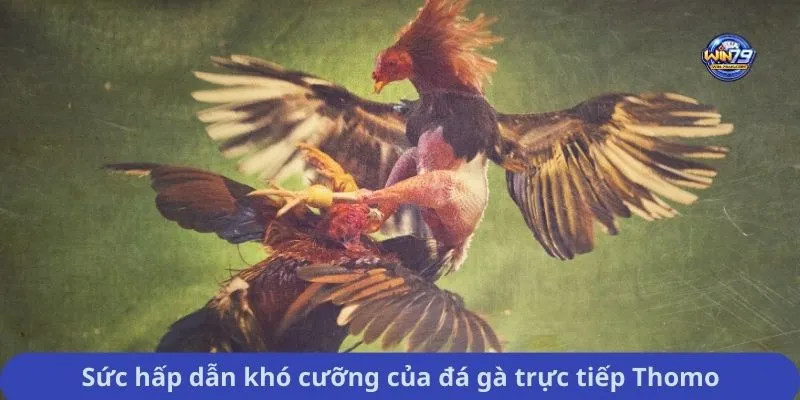 Sức hấp dẫn khó cưỡng của đá gà trực tiếp Thomo