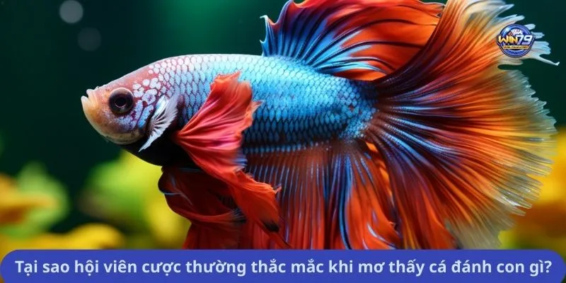 Tại sao hội viên cược thường thắc mắc khi mơ thấy cá đánh con gì?