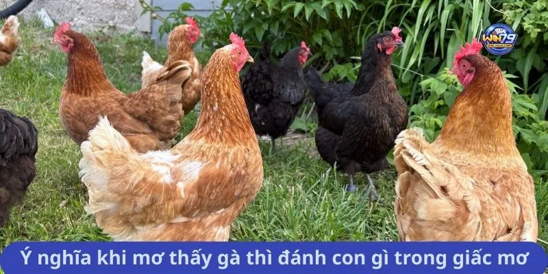 Ý nghĩa khi mơ thấy gà thì đánh con gì trong giấc mơ